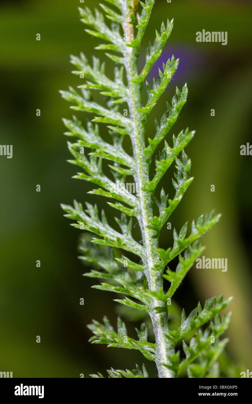 Schafgarbe (Achillea millefolium) Blatt – Nahaufnahme des gefiederten Kräuterblattes Stockfoto