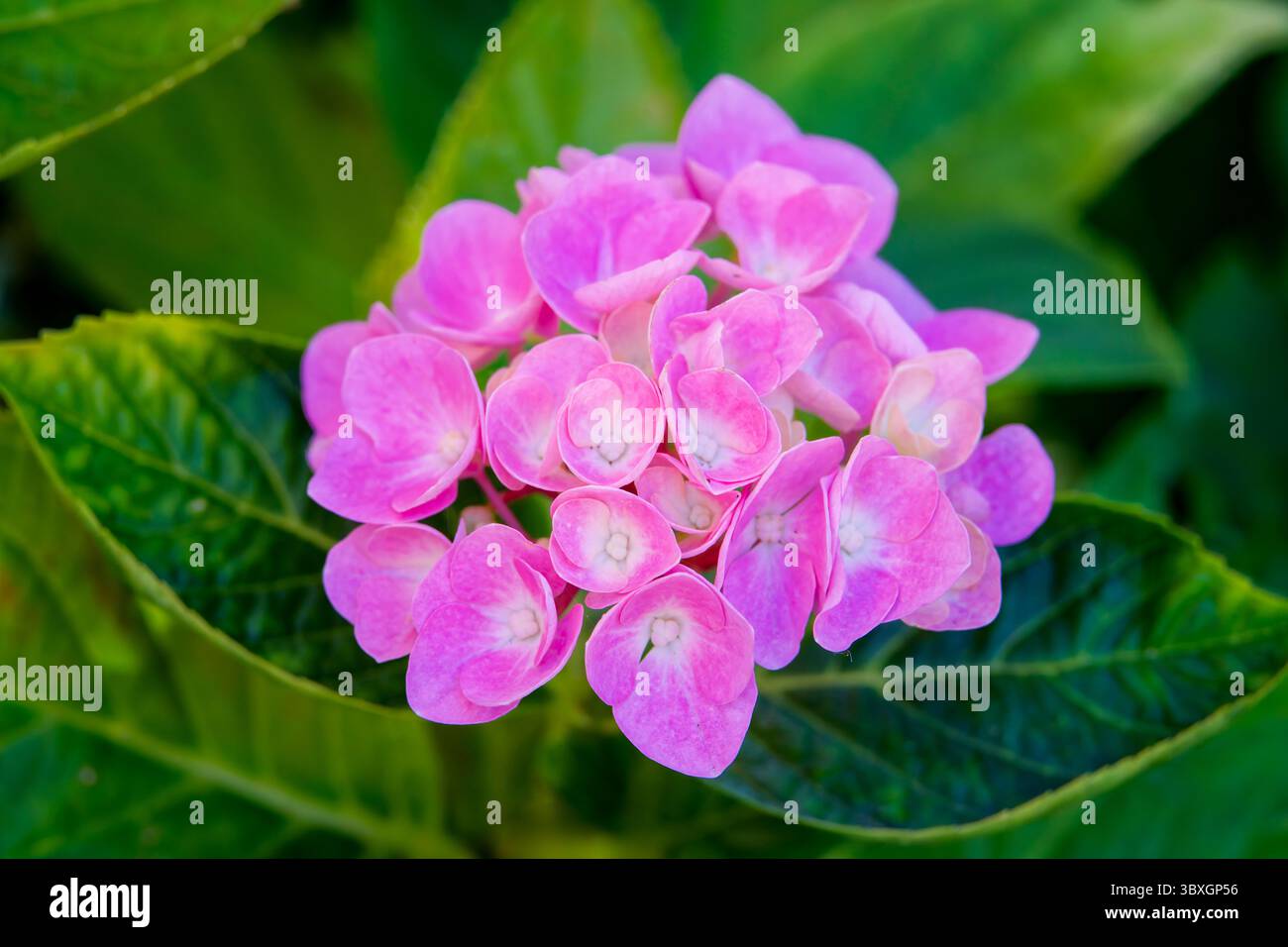 Rosafarbene Hortensie-Blüten inmitten üppiger, grüner Blätter Stockfoto