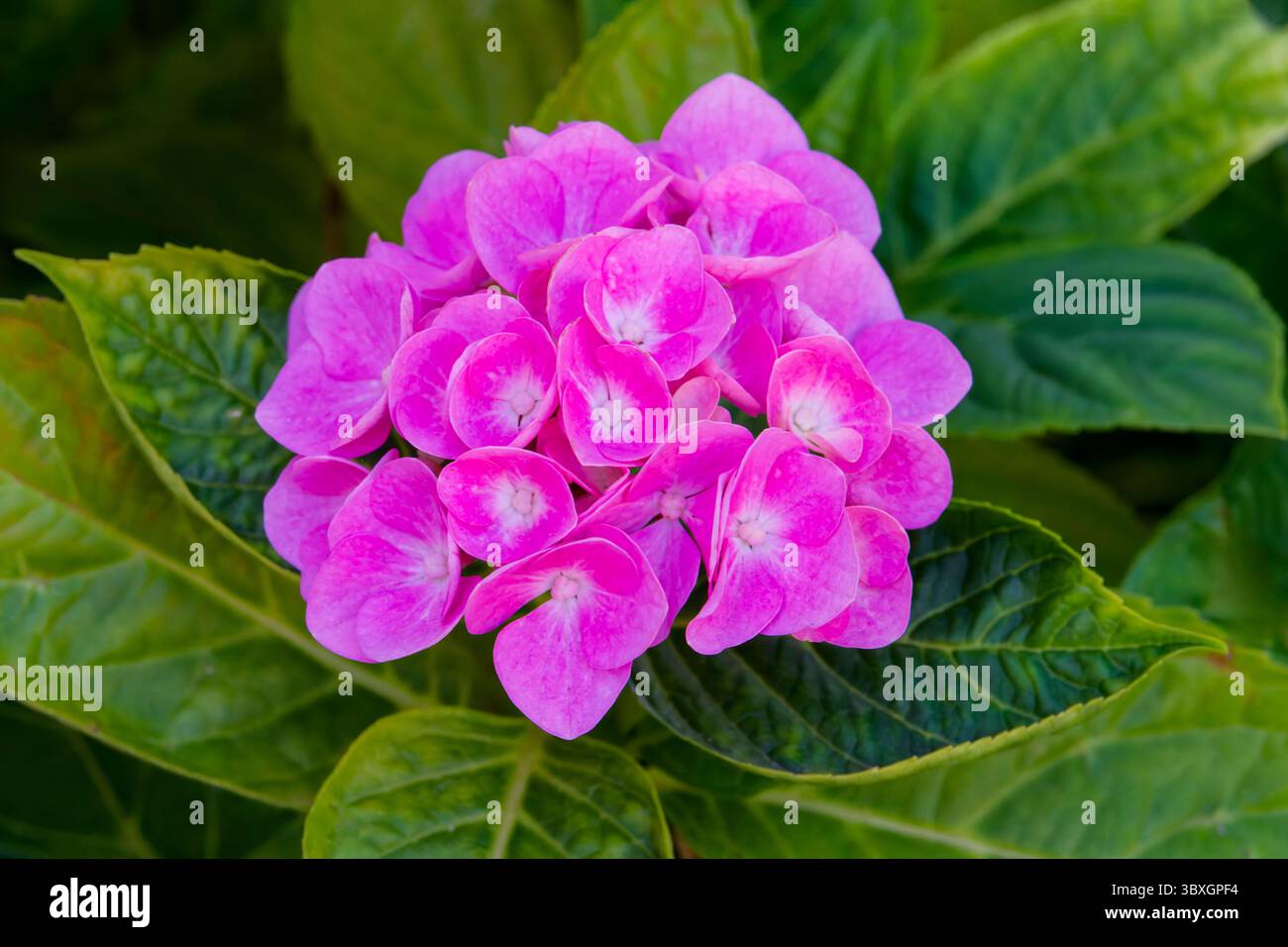 Rosafarbene Hortensie-Blüten inmitten üppiger, grüner Blätter Stockfoto