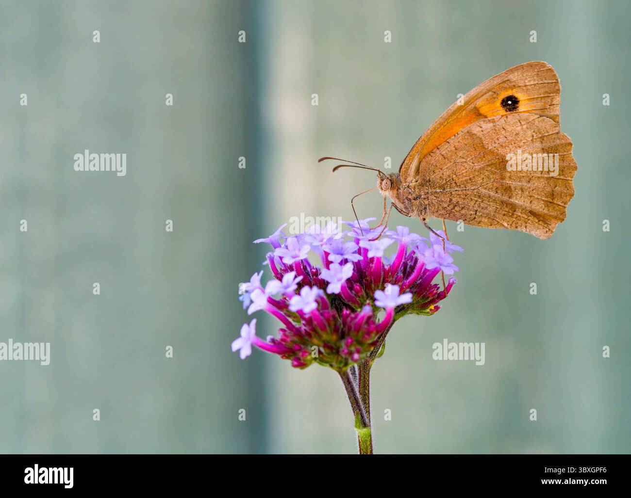 Ein Wiesenbrauner Schmetterling (Maniola jurtina), mit gefalteten Flügeln, um seine Unterseite zu zeigen, während er von einer Verbene-Blüte ernährt wird Stockfoto