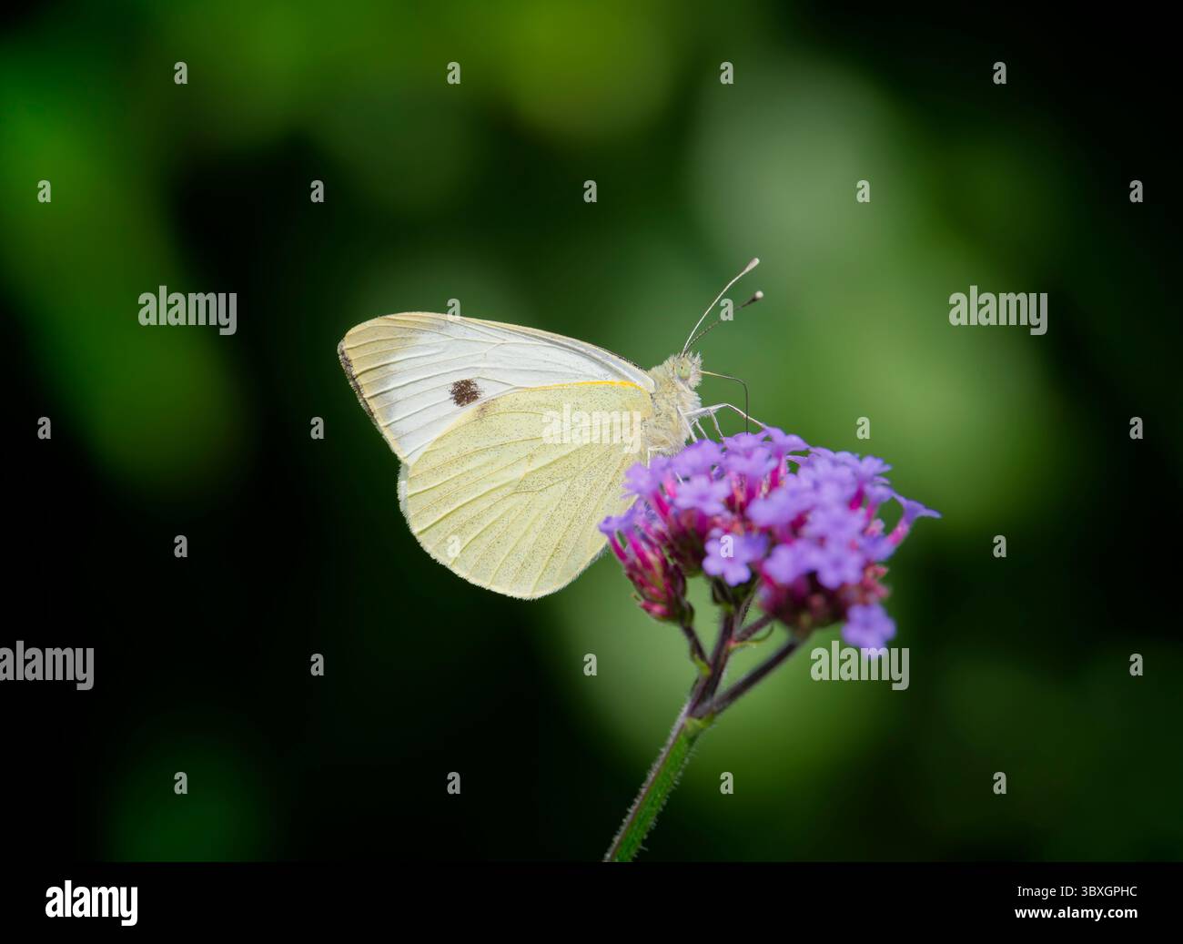 Nahaufnahme eines weiblichen kleinen weißen Schmetterlings (Pieris rapae), der von einer Verbena-Blume ernährt wird Stockfoto