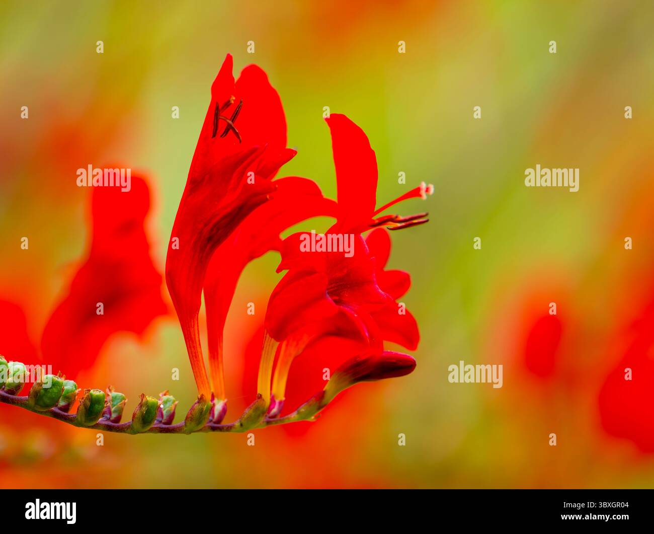 Crocosmia, auch bekannt als Montbretia, ist eine rötlich-orange Sommerblume Stockfoto