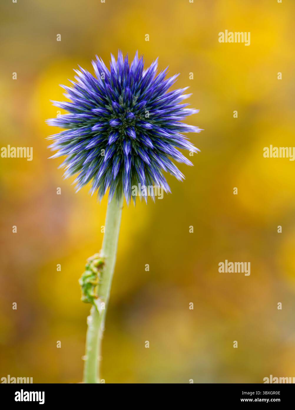 Der ungewöhnliche Blumenkopf einer Globe Thistle (Echinops bannaticus), fotografiert vor einem unscharfen, floralen Hintergrund Stockfoto