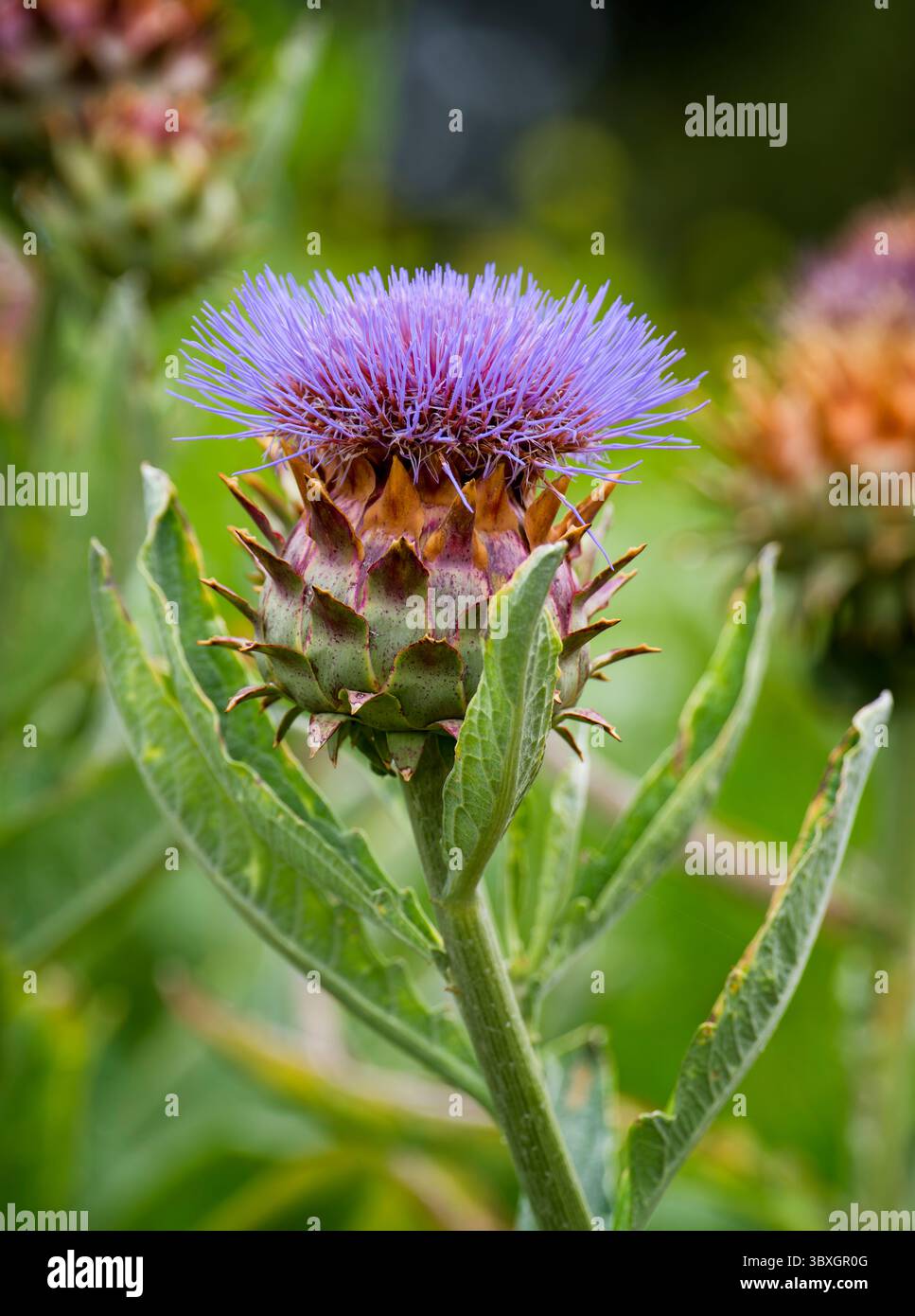 Ein blühendes Kardoon, auch bekannt als Artischockenthistle (Cynara cardunculus). Es ist ein Verwandter der Artischocke und der Stiel und die Blätter sind essbar Stockfoto