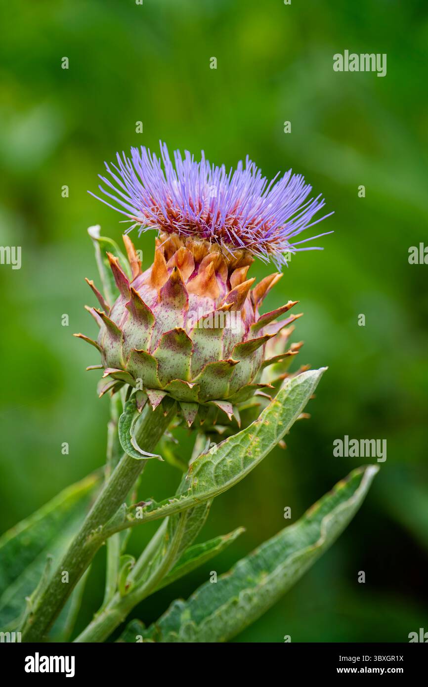Ein blühendes Kardoon, auch bekannt als Artischockenthistle (Cynara cardunculus). Es ist ein Verwandter der Artischocke und der Stiel und die Blätter sind essbar Stockfoto
