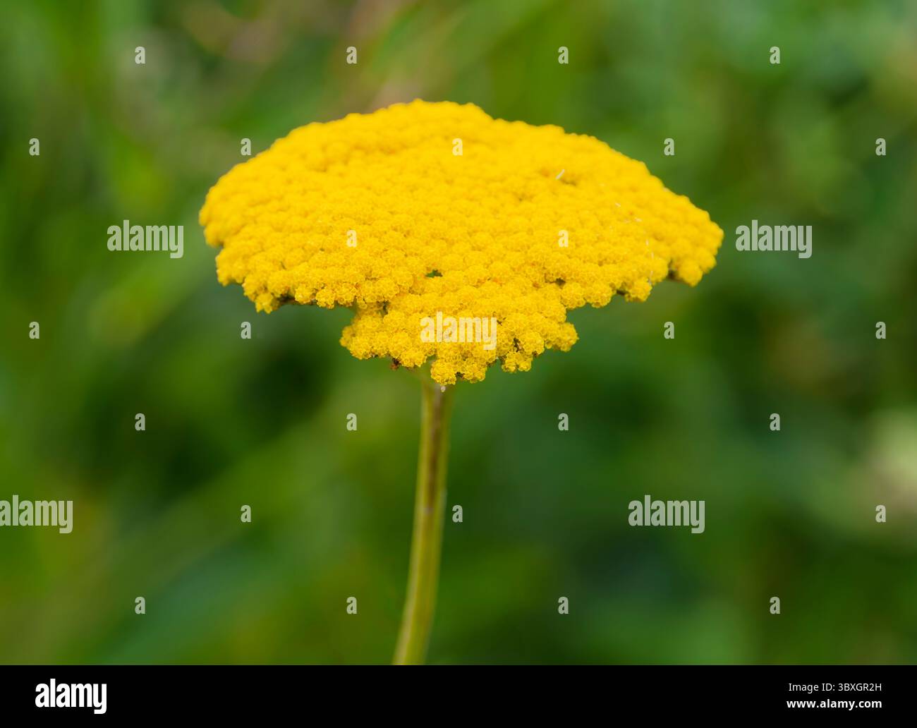 Eine gelbe Schafgarbe (Achilleas), fotografiert vor einem grünen Laubhintergrund Stockfoto