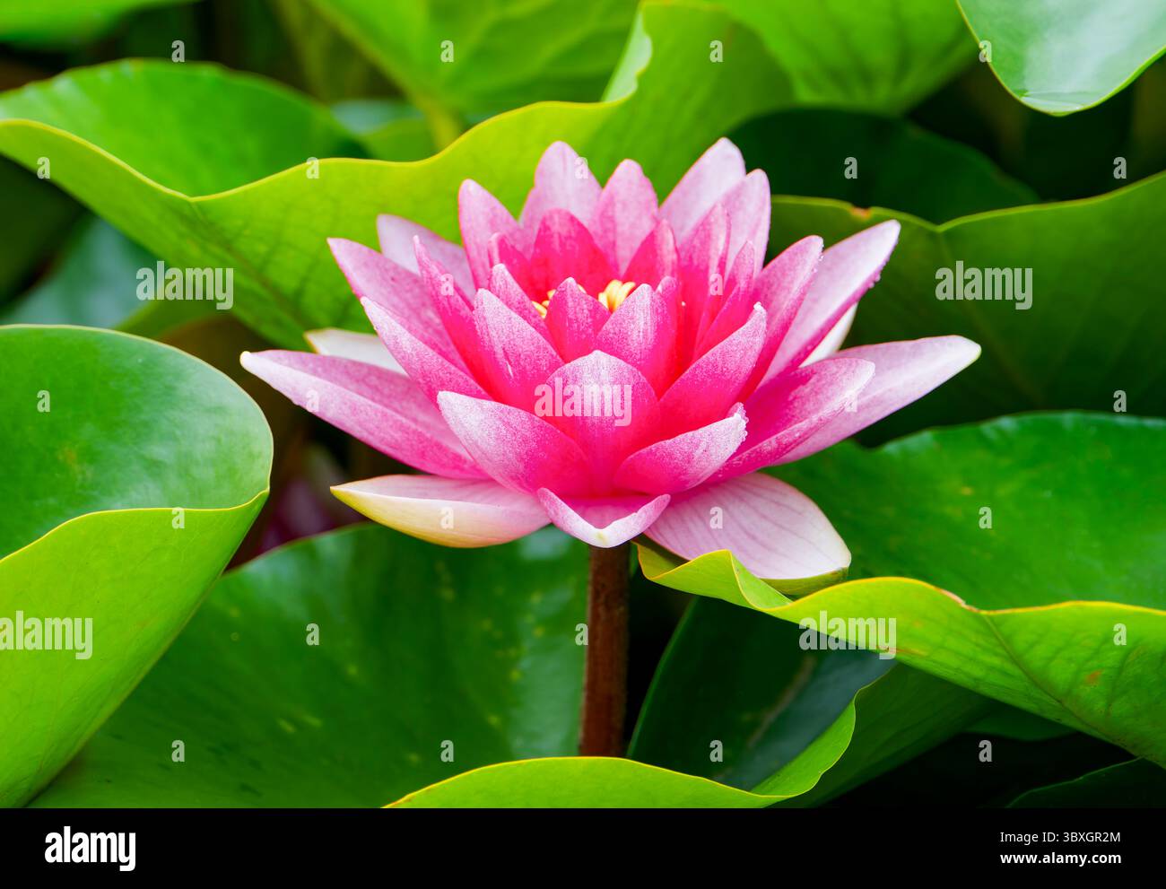 Eine rosafarbene Wasserlilienblume (Nymphaeaceae), blüht inmitten zahlreicher üppiger, grüner Lilienpads Stockfoto Eine rosafarbene Wasserlilienblume (Nymphaeaceae), blüht inmitten zahlreicher üppiger, grüner Lilienpads Stockfoto