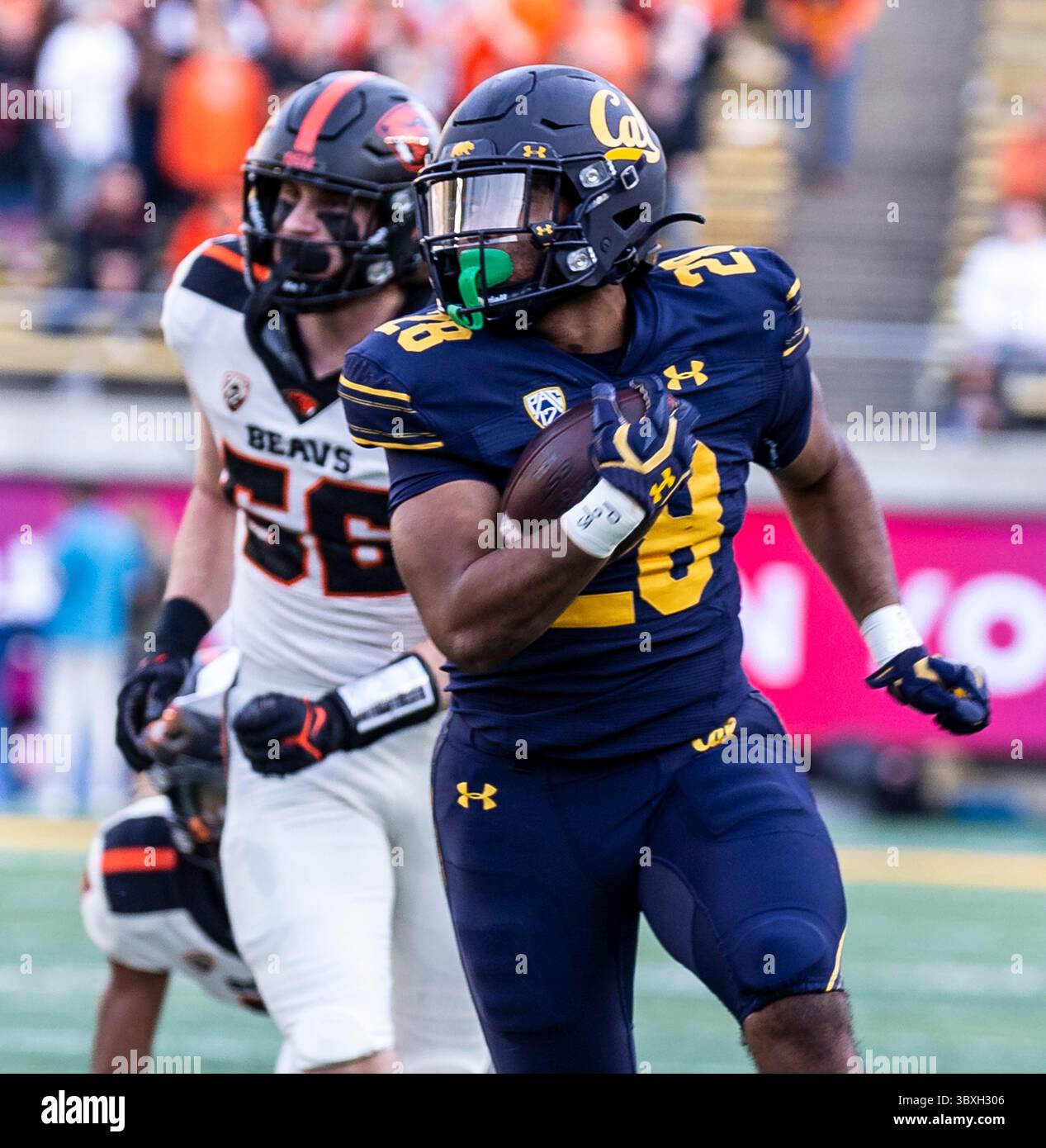 30. Oktober 2021 Berkeley, CA USA Kalifornien Running Back Damien Moore (28) Spielstatistik 11 Carrier für 111 Yards und 1 Touchdown während des NCAA Football Spiels zwischen Oregon State Beavers und den California Golden Bears. Kalifornien gewann 39-25 im FTX Field im California Memorial Stadium. Thurman James/CSM(Credit Image: &Copy; Thurman James/CSM via ZUMA Wire) Stockfoto