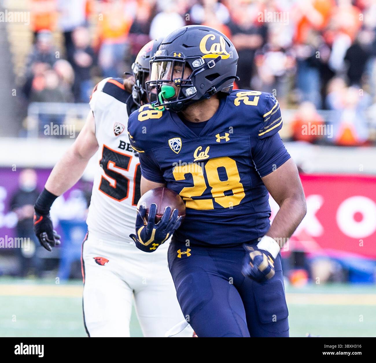 30. Oktober 2021 Berkeley, CA USA Kalifornien Running Back Damien Moore (28) Spielstatistik 11 Carrier für 111 Yards und einen Touchdown während des NCAA Football Spiels zwischen Oregon State Beavers und den California Golden Bears. Kalifornien gewann 39-25 im FTX Field im California Memorial Stadium. Thurman James/CSM(Credit Image: &Copy; Thurman James/CSM via ZUMA Wire) Stockfoto