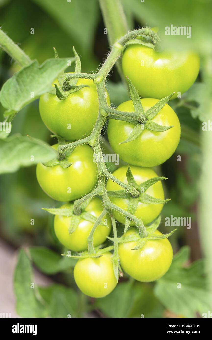 Grüne Kirschtomaten, die in einem Gewächshaus angebaut werden. Unreife Tomaten liegen auf grünem Laubhintergrund und hängen im Garten an der Weinrebe eines Tomatenbaums. Stockfoto