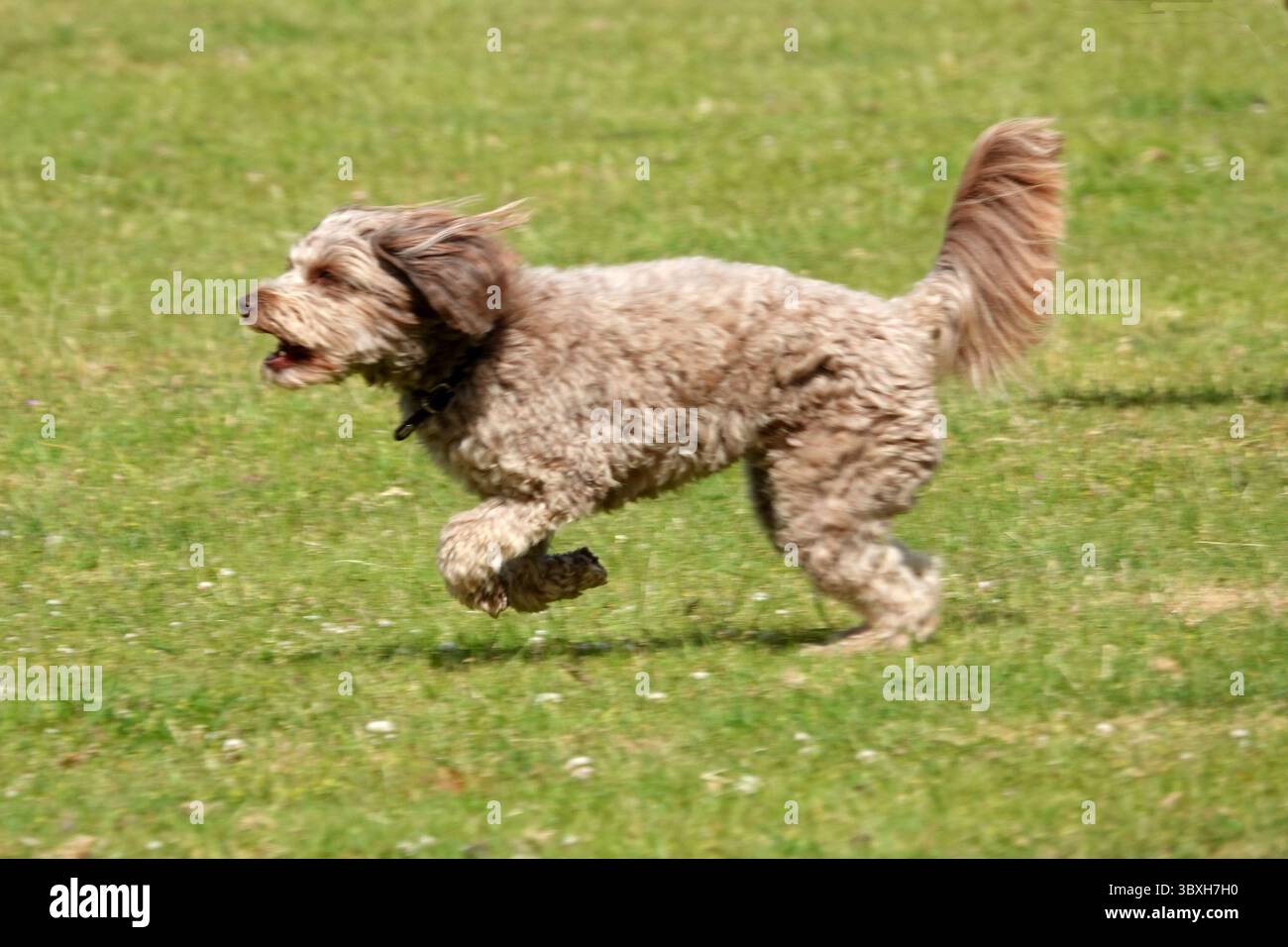 Lockiger Hund, der energisch auf Gras läuft. Mittelgroß mit beigefarbenem Mantel, Ohren und Schwanz, die von der Bewegung zurückfließen. Üppig grüner Rasen als Rücken Stockfoto