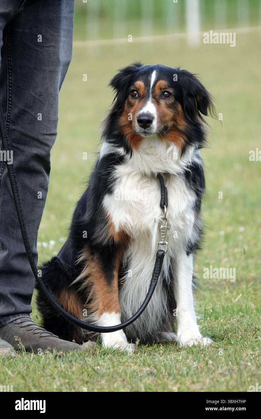 Ein australischer Schäferhund mit schwarzem, weißem und braunem Fell sitzt auf einer grasbewachsenen Fläche. Der Hund ist an der Leine. Die aufmerksamen Augen und die ruhige Haltung des Hundes zeigen sich Stockfoto