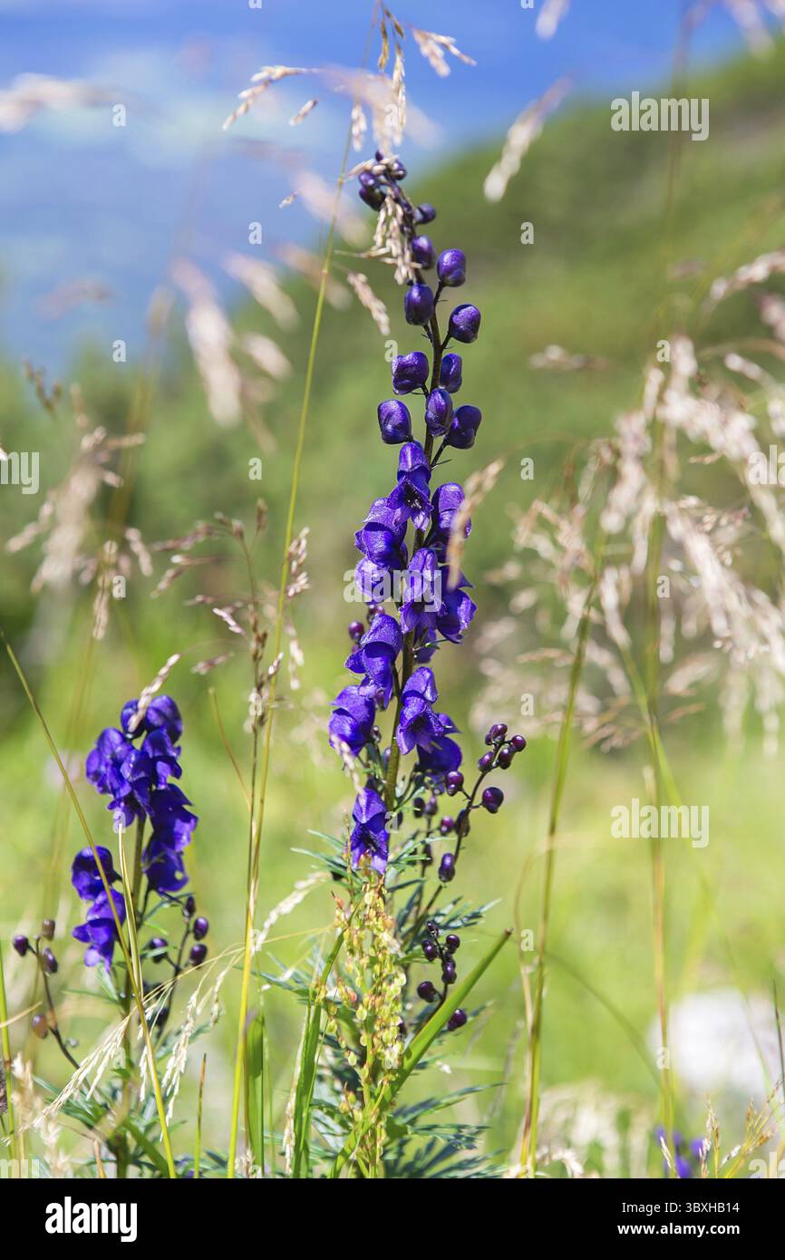 Blaue Glocken blumen im Sommer in den Alpen. Lila Blumen wachsen auf dem Felsen. Die Blüte der alpinen Glockenblume in der Natur. Rückseite mit Blumenmuster Stockfoto