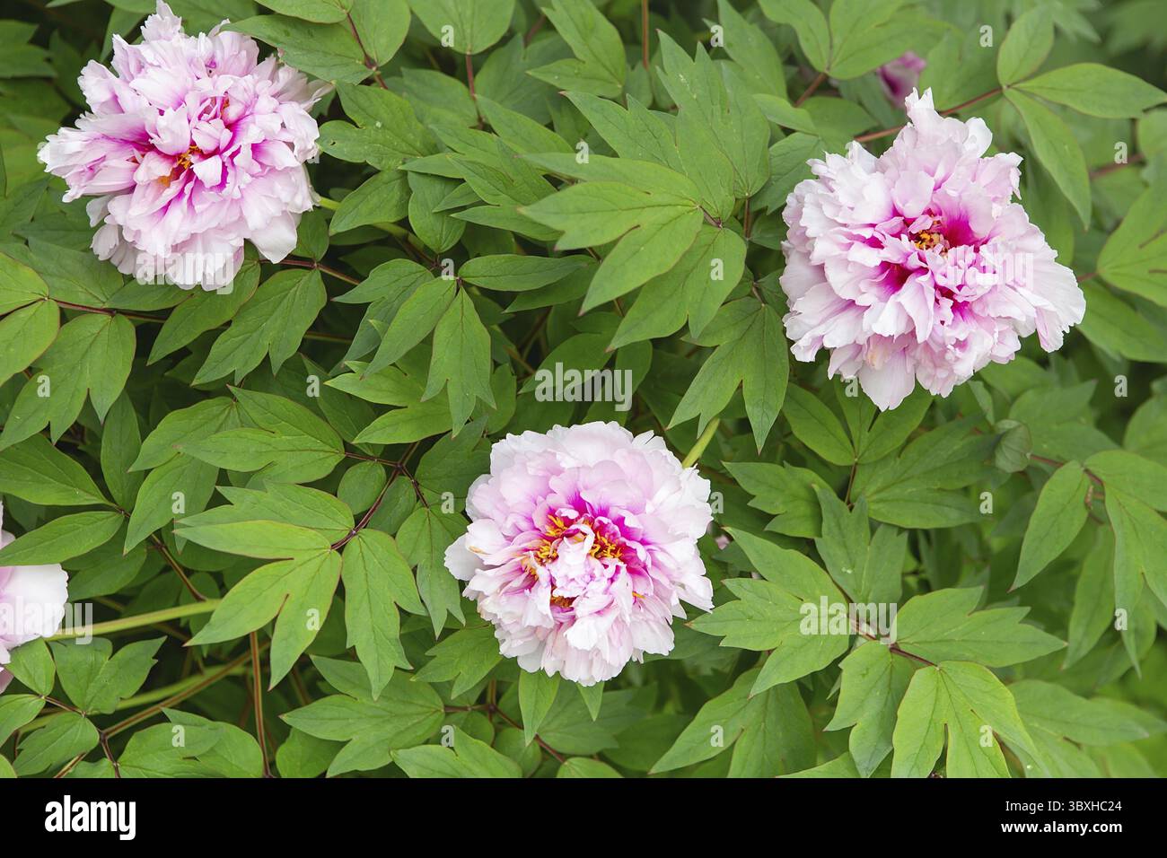 Rosa Pfingstrose. Zarte rosa Blüten, die im Sonnenlicht baden. Leuchtend rosa Pfingstrose blühte im frühen Frühjahr, Internet-Frühlingsbanner. Frühlingsblumen Hintergrund Stockfoto