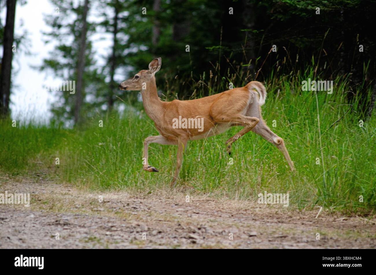 Anmutiger Hirsch im Wald Natur in Bewegung Stockfoto