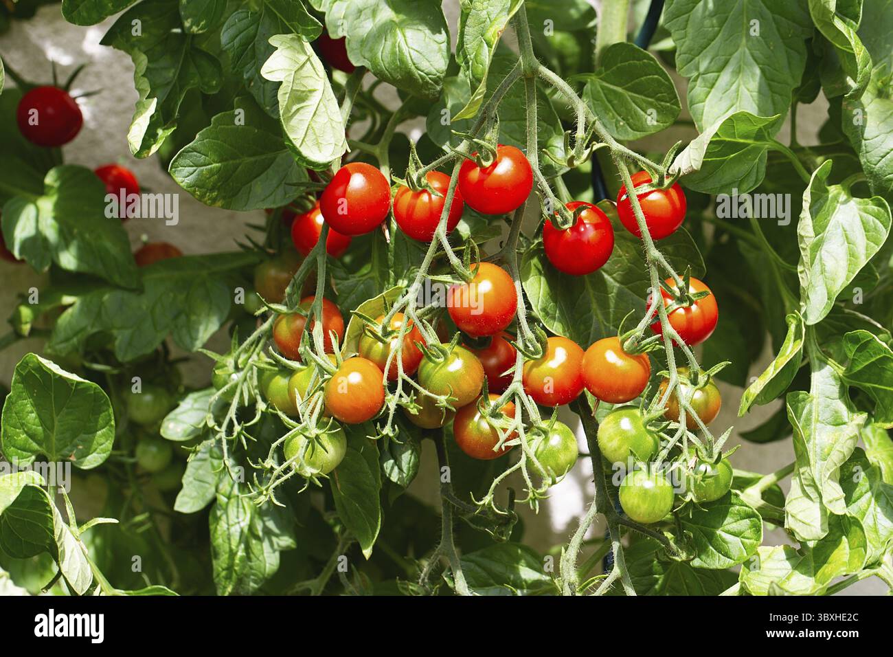 Rote reife Kirschtomaten aus einem Gewächshaus. Reife Tomaten liegen auf grünem Blatthintergrund und hängen im Garten an der Weinrebe eines Tomatenbaums. Stockfoto
