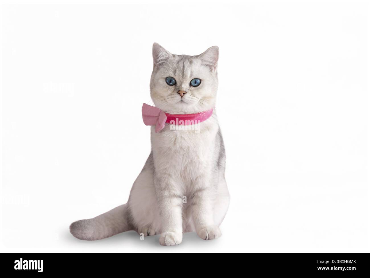 Die entzückende, blauäugige, weiße britische Katze in rosa Fliege sitzt auf einem weißen, isolierten Hintergrund. Speicherplatz kopieren Stockfoto