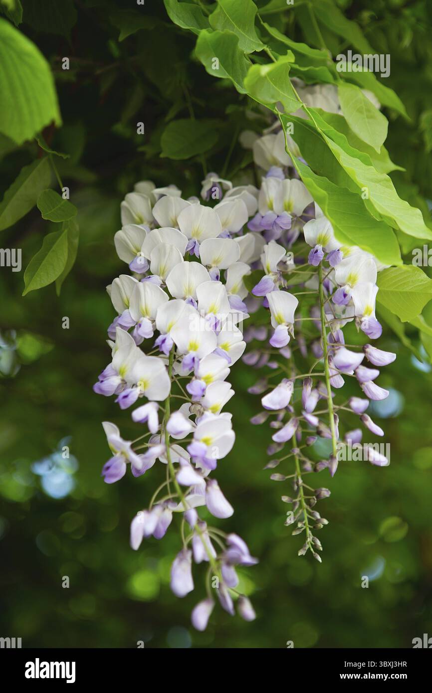 Glyzinienbaum blüht im Frühling. Nahaufnahme der schönen Wisteria Blume im Garten. Warmes Wetter. Blühende Glyzinie im Frühling, Internet-Frühling Stockfoto