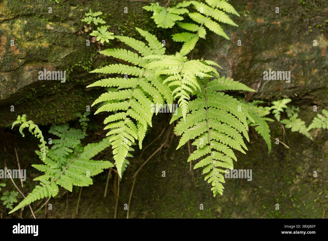 19. Mai 2014, Zhanjiajie, Provinz Hunan, China: Farne wachsen aus einer Felsenwand im Gebiet Huanghi Zhai im Zhangjiajie National Forest Park, China. (Kreditbild: © Jon G. Fuller/VW Pics via ZUMA Press Wire) Stockfoto