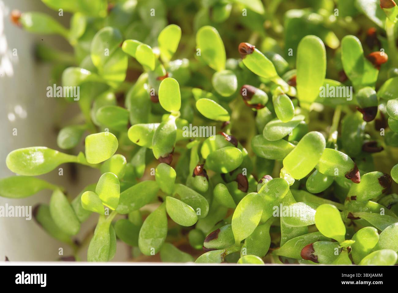 Luzerne Mikrokräuter. Sprießende Microgreens. Saatgutbildung zu Hause. Veganes und gesundes Esskonzept. Gekeimt Luzerne Samen, Micro Greens. Wächst Stockfoto