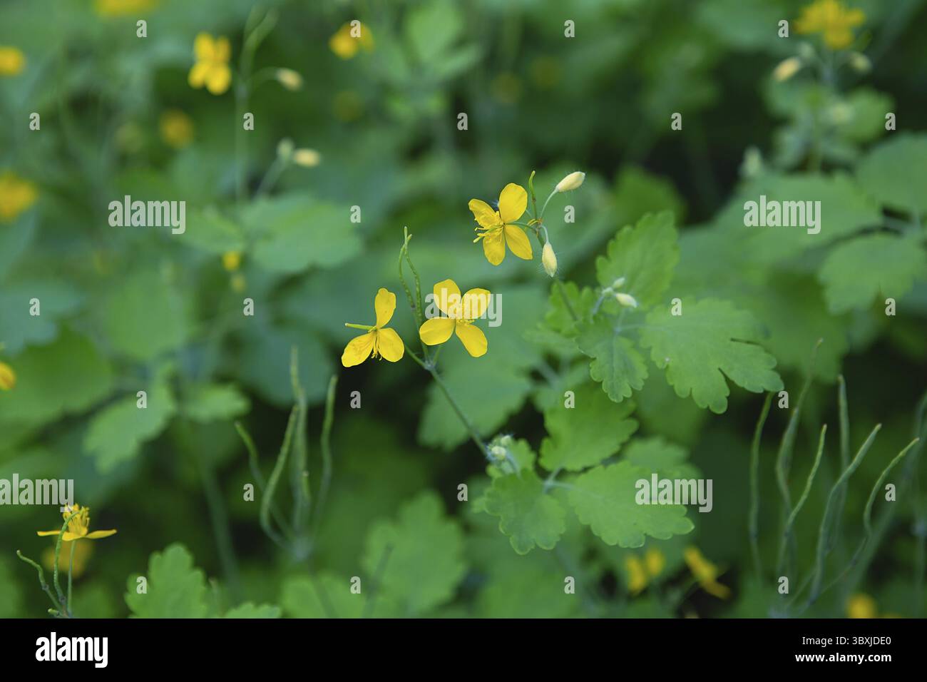 Großkelandine, gelbe Wildblumen, Nahaufnahme. Chelidonium majus ist eine giftige, blühende, medizinische Pflanze der Familie Papaveraceae. Gelb-orange Stockfoto