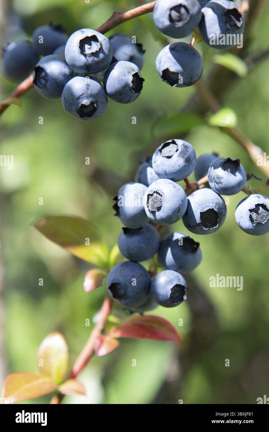 Blaubeerfeld. Frische Bio-Blaubeeren im Busch. Lebendige Farben. Frische Beeren auf dem Zweig einer Blaubeerfarm. Tolle Heidelbeere. Moorhuhn Stockfoto