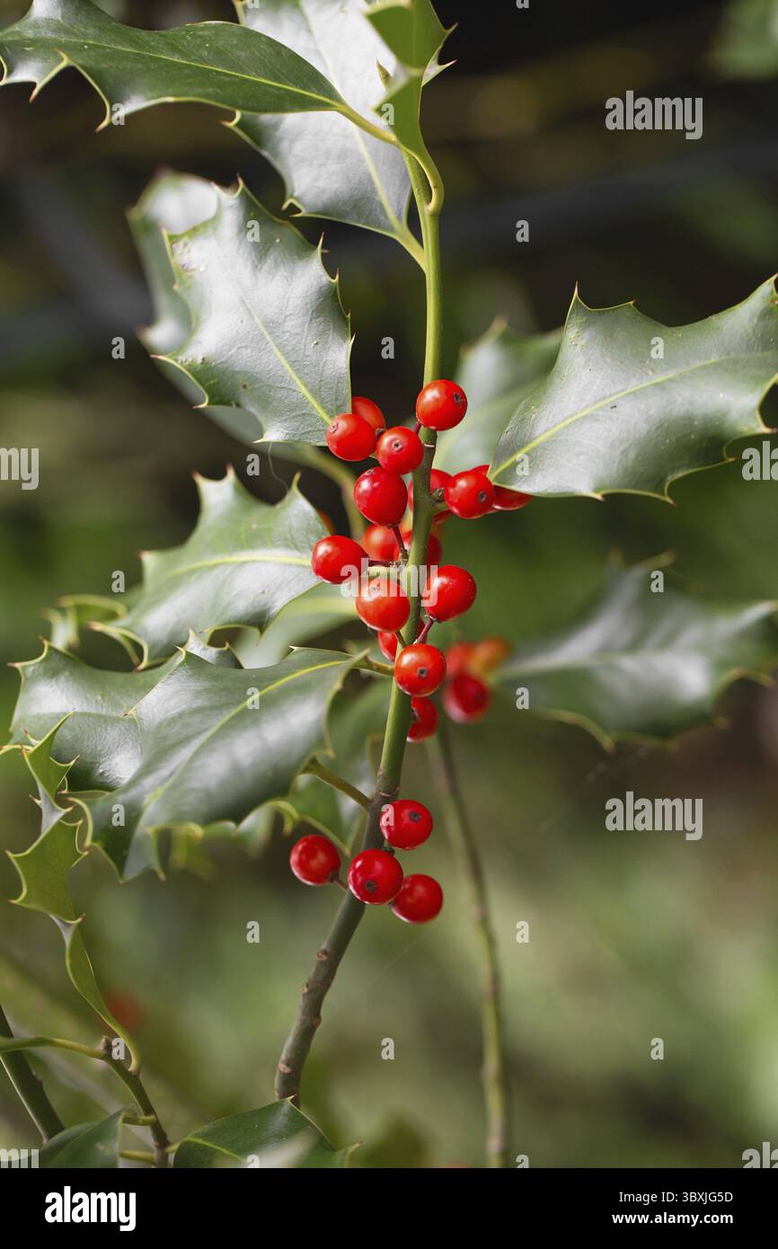 Weihnachten Holly rote Beeren, Ilex aquifolium Pflanze. Holly Green Laub mit reifen roten Beeren. Ileex aquifolium oder Weihnachtsholly. Grüne Blätter und Stockfoto
