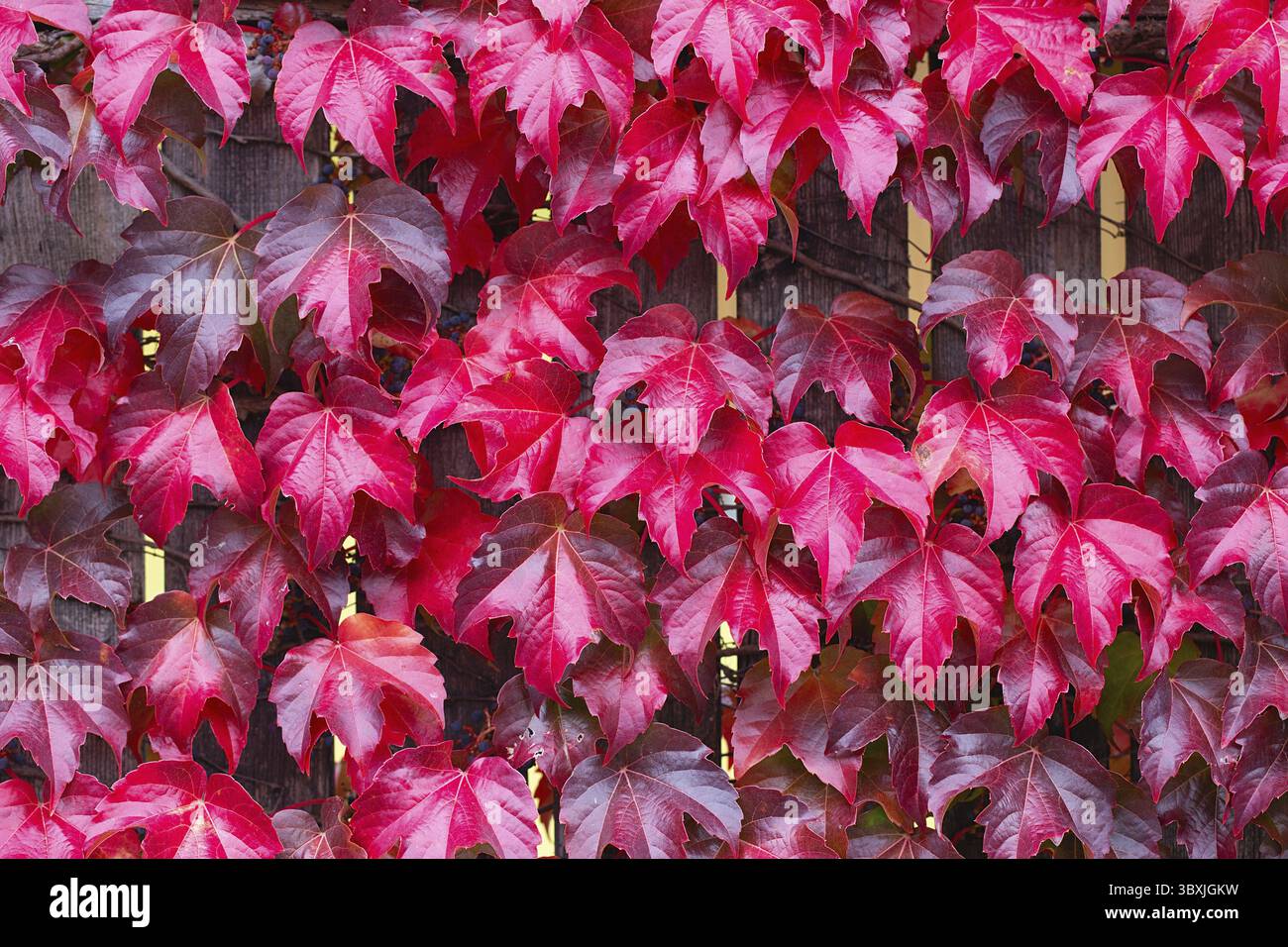 Zaun bedeckt mit roten Efeu-Herbstblättern. Herbstsaison, oktober. Rote Herbstelffeublätter an der Wand, Hintergrund. Rote Blätter von Jungtrauben, Herbstfarbe Stockfoto
