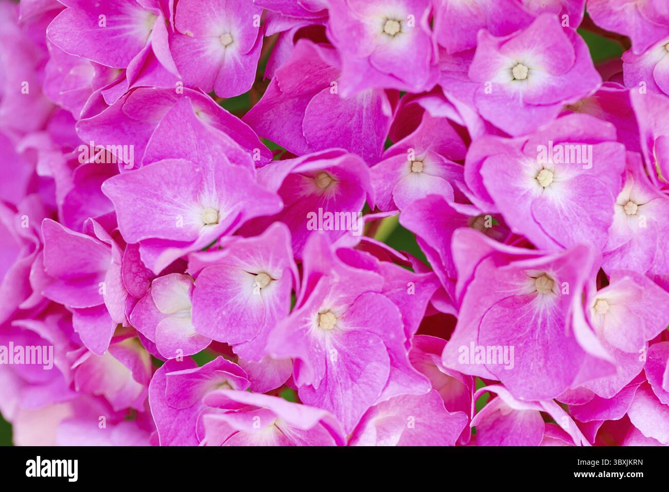 Hydrangea-Garten. Hydrangea Blumen - Hydrangea macrophylla - wunderschöner Busch in einem Stadtgarten. Die Hydrangeen blühen im Frühjahr und Sommer. bac mit Blumenmuster Stockfoto