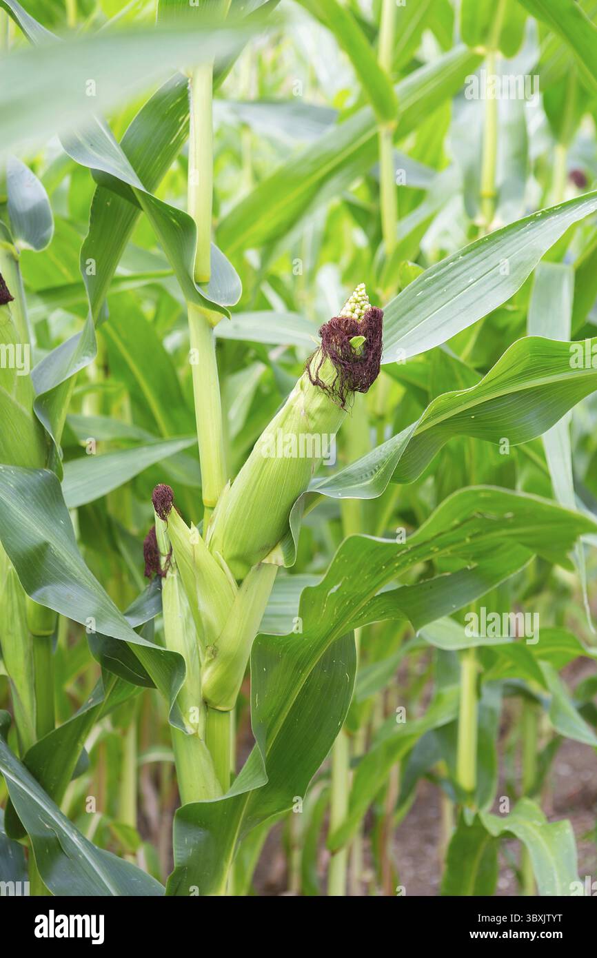 Maisstämme mit frischen, grünen Blättern, die auf landwirtschaftlichem Gebiet angebaut werden. Maiskolben auf Maisplantagen Stockfoto