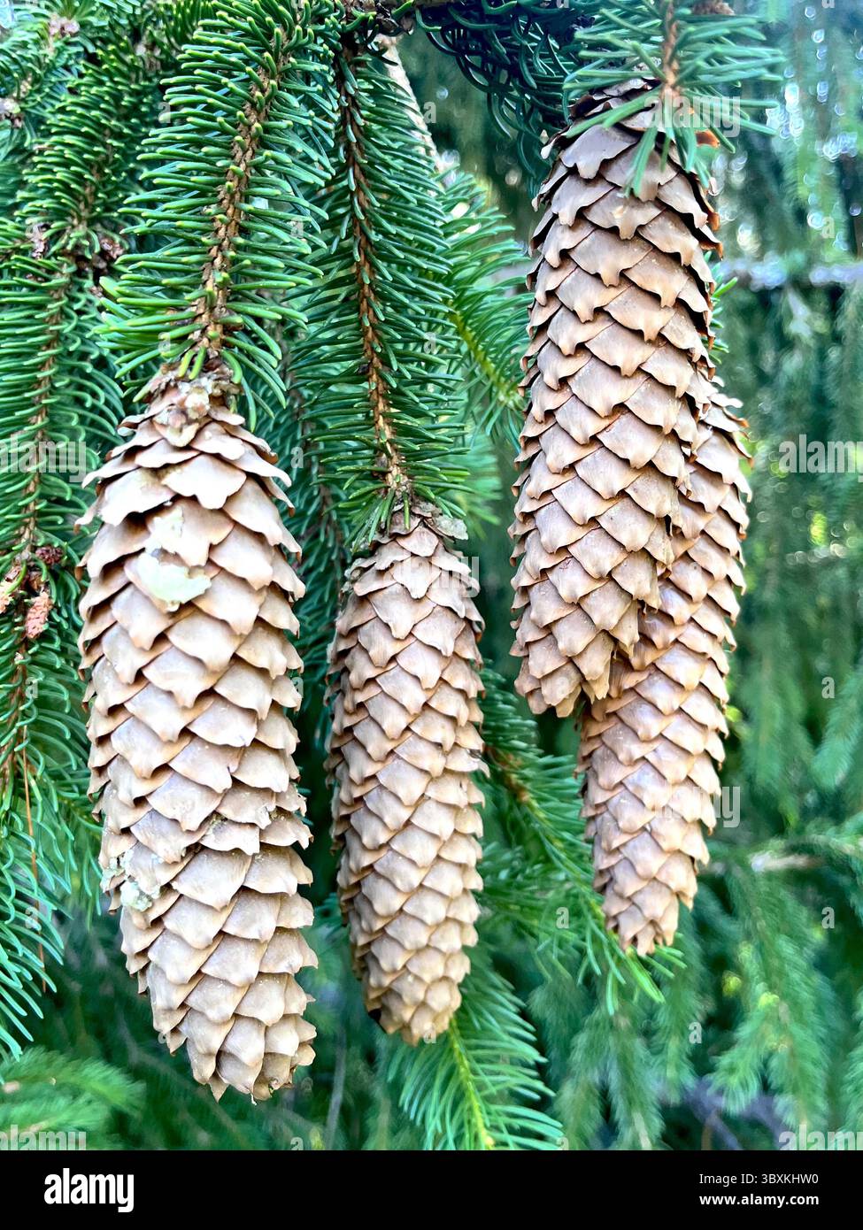 Reife Samenzapfen der Fichte (Picea abies), die an einem Zweig im Vitosha-Gebirge in Bulgarien hängen und in den gemäßigten europäischen Wäldern beheimatet sind - Smartphone-aufgenommenes Stockfoto