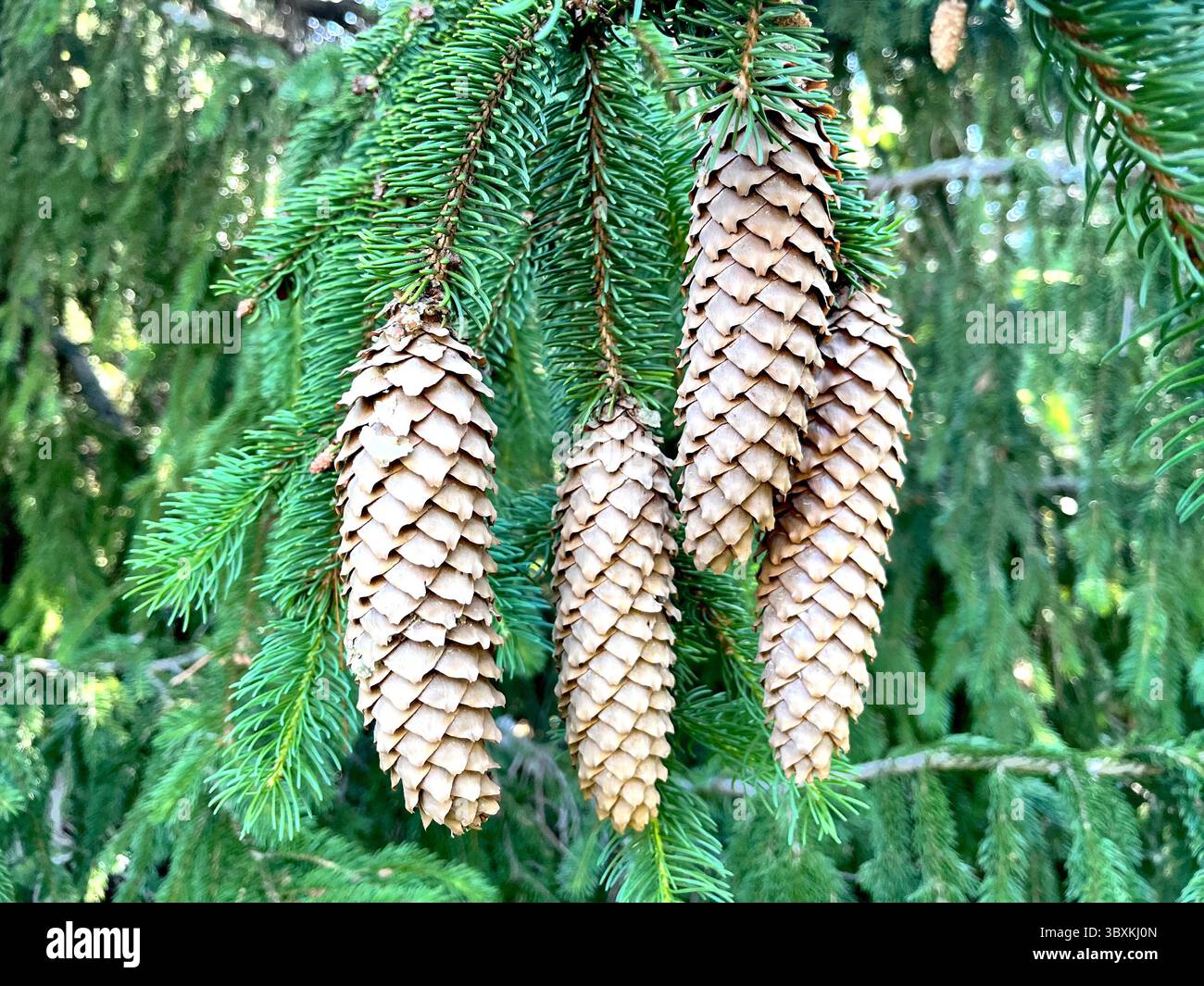 Fichtenzapfen aus Norwegen (Picea abies) hängen an einem Zweig im Vitosha-Gebirge, Bulgarien, Balkan, Südosteuropa - Smartphone-aufgenommenes Stockfoto