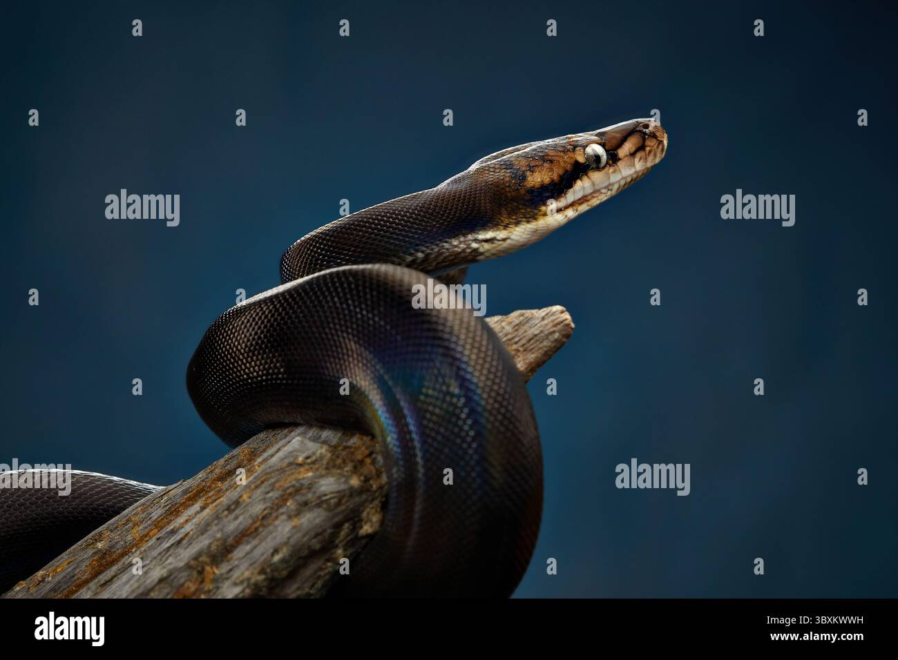 Retikuliertes Python (Python reticulatus) auf blauem Hintergrund. regenbogenschlange schimmert in verschiedenen Farben Stockfoto