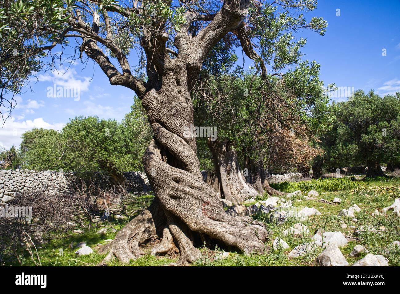 Olivenbume in Lun, Insel Pag, Adria, Kroatien. Einer der ltesten  Olivenbume in Kroatien finden Sie hier Stockfotografie - Alamy