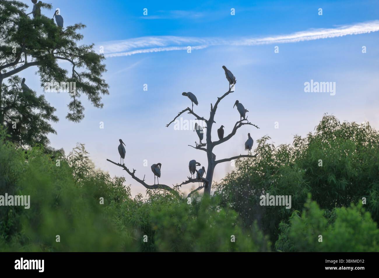 Silhouetten von 13 Holzstörchen, die auf verwitterten Zypressenbeinen im Circle B Bar Reserve liegen und in das sanfte Licht der Dämmerung getaucht sind, inmitten von Floridas beschaulicher Nässe Stockfoto