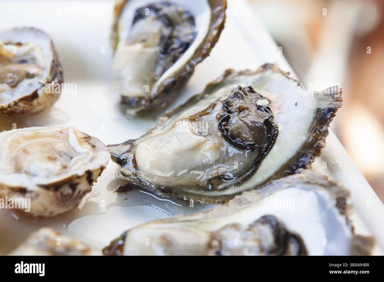Frische Austern und frische Babymuscheln mit Zitrone. Delikatesse im Restaurant. Verschiedene Muschelgerichte. Muschelfarm Stockfoto