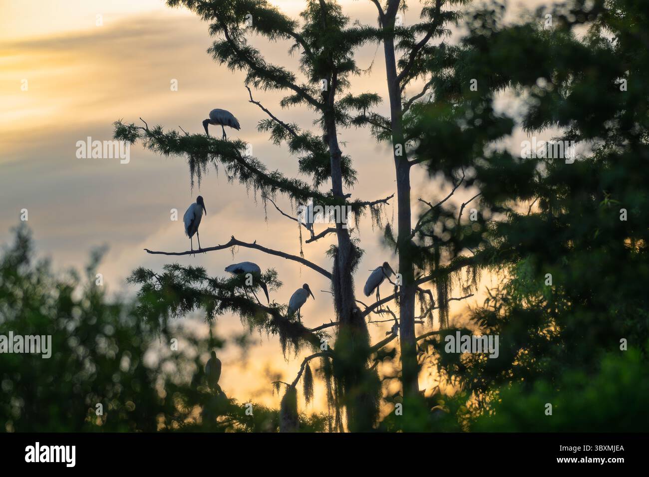 Acht Holzstörche, die auf verwitterten Zypressengliedmaßen im Circle B Bar Reserve im sanften Sonnenlicht inmitten der ruhigen Feuchtgebiete Floridas getaucht sind. Stockfoto