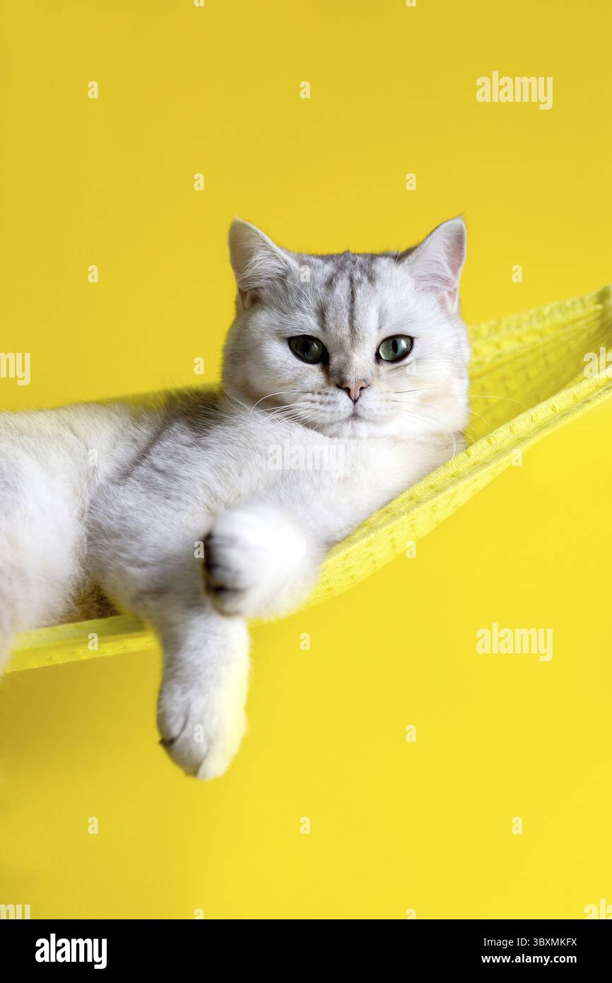 Porträt der entzückenden weißen Katze liegt auf gelber Stoffhängematte isoliert auf gelbem Hintergrund. Nahaufnahme. Kopierbereich. Vertikal Stockfoto