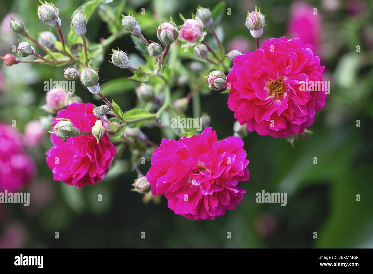 Rosenbusch. Rosa Rosen im Garten. Rote Rosensträucher im Park. Zarte Blüten. Eine Hecke aus Rosenbüschen. Natürlicher floraler Hintergrund Stockfoto