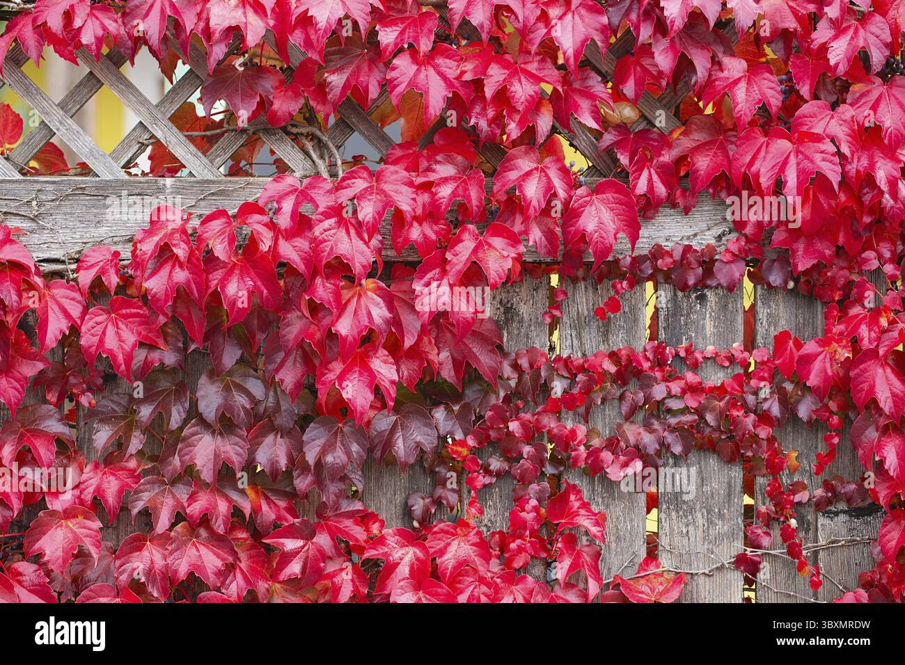 Zaun bedeckt mit roten Efeu-Herbstblättern. Herbstsaison, oktober. Rote Herbstelffeublätter an der Wand, Hintergrund. Rote Blätter von Jungtrauben, Herbstfarbe Stockfoto