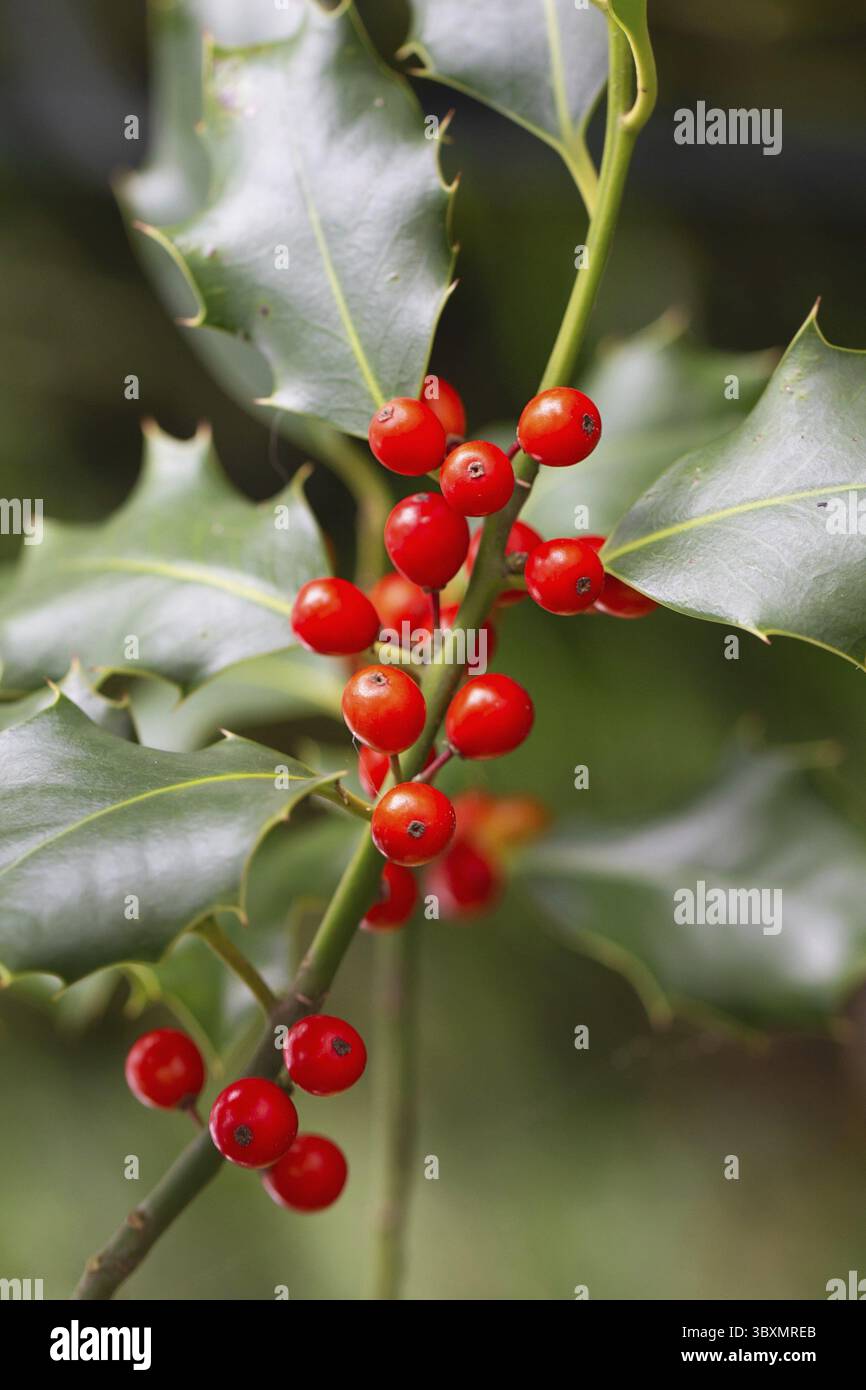 Weihnachten Holly rote Beeren, Ilex aquifolium Pflanze. Holly Green Laub mit reifen roten Beeren. Ileex aquifolium oder Weihnachtsholly. Grüne Blätter und Stockfoto