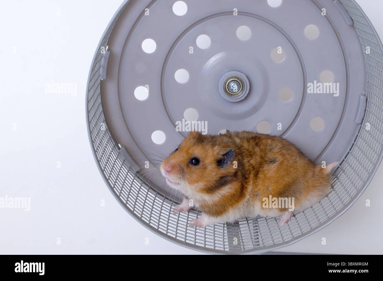 Ein entzückender Hamster, der in einem Rad läuft, um Sport zu treiben und Spaß zu haben Stockfoto