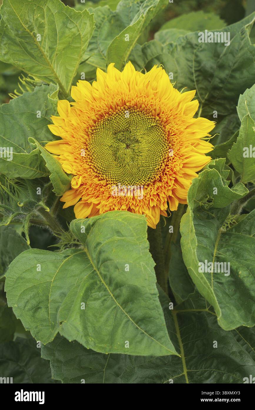 Sonnenblume im Garten - große gelbe Sonnenblume umgeben von großen grünen Blättern Stockfoto