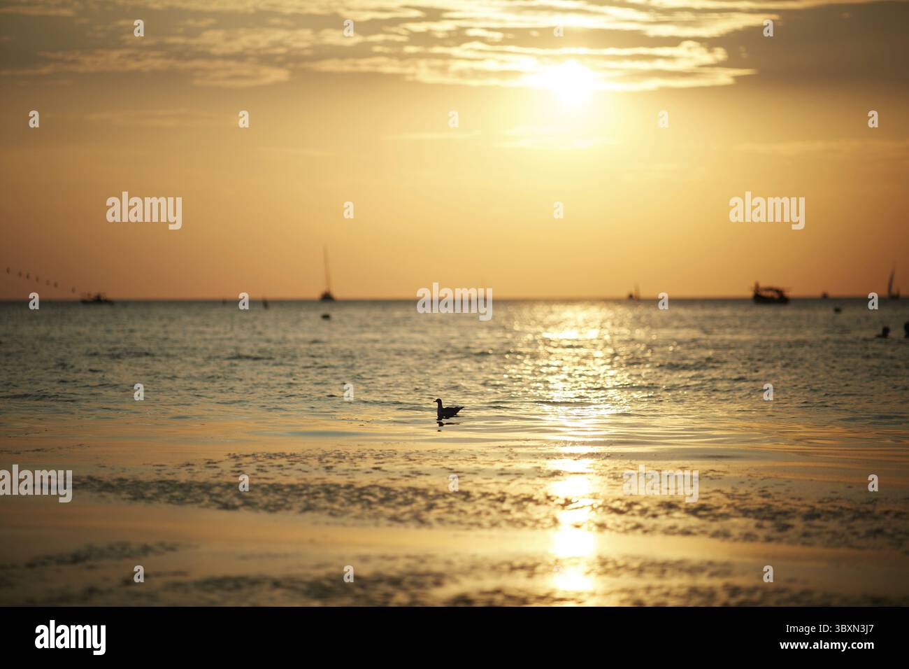 Möwe auf den Wellen im Meer vor dem Hintergrund von Sonnenuntergang oder Sonnenaufgang Stockfoto