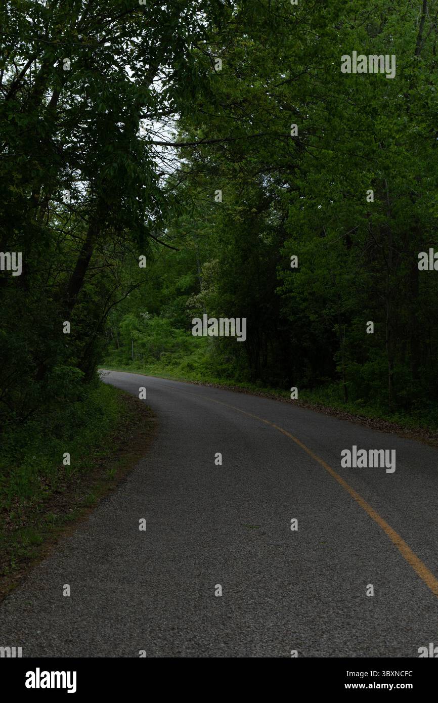 Eine beschauliche Straße schlängelt sich durch einen üppigen, grünen Wald und verkörpert eine ruhige natürliche Schönheit und vielfältige Ökosysteme. Stockfoto