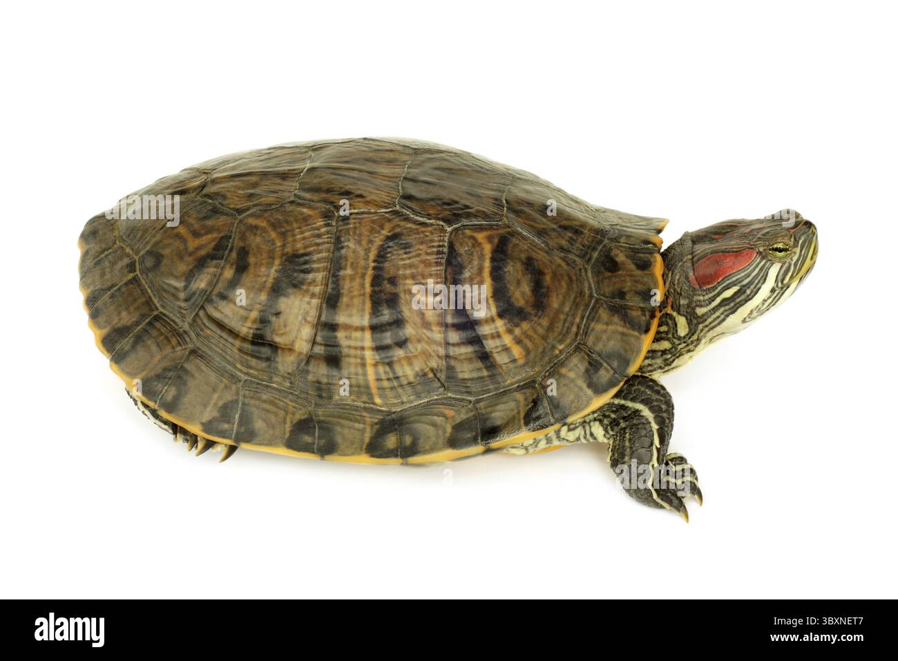 Sumpfschildkröte auf weißem Hintergrund Stockfoto