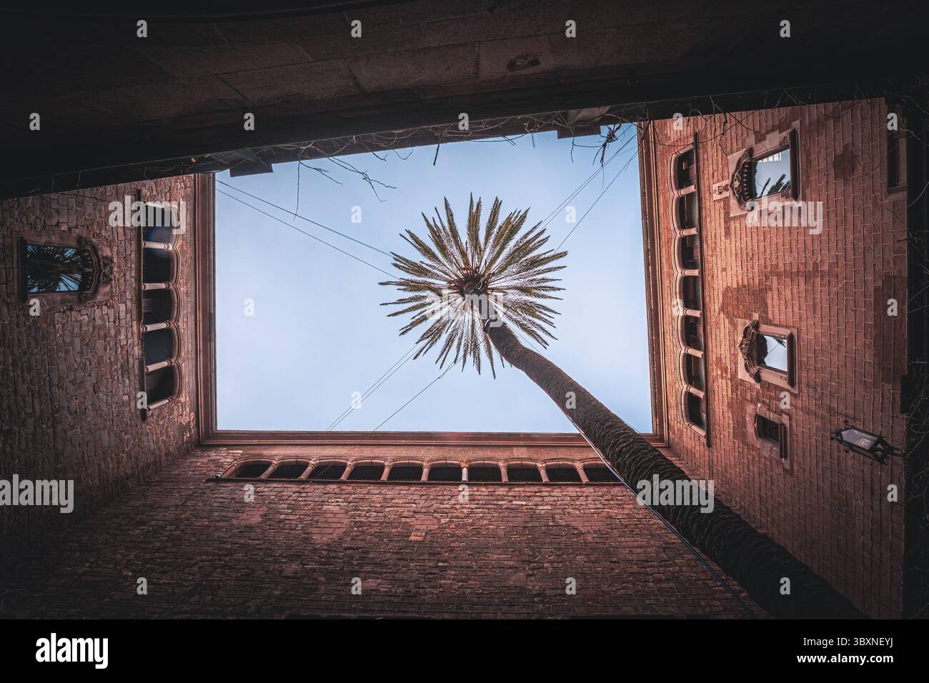 Der Blick von Palm Skyward fängt eine einzigartige Perspektive im gotischen Viertel Barcelonas in Katalonien, Spanien, ein. Die alte Backsteinarchitektur umrahmt den Himmel und bietet Stockfoto