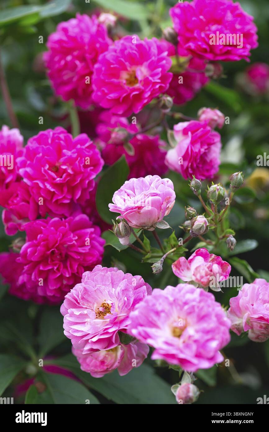Rosenbusch. Rosa Rosen im Garten. Rote Rosensträucher im Park. Zarte Blüten. Eine Hecke aus Rosenbüschen. Natürlicher floraler Hintergrund Stockfoto