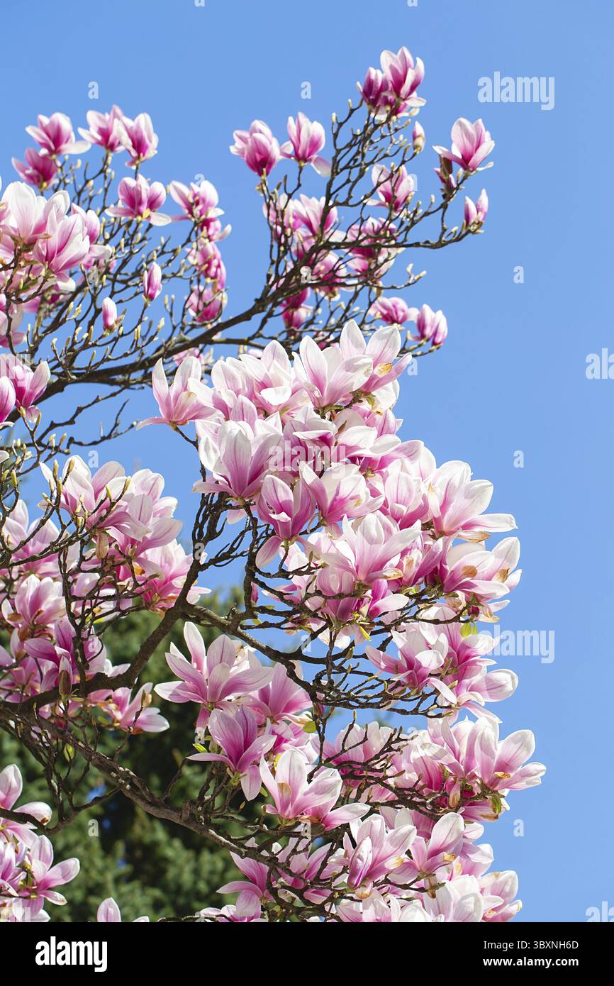 Magnolienblüte im Frühling. Zarte rosa Blüten, die im Sonnenlicht baden. Warmes aprilwetter. Blühender Magnolienbaum im Frühling, Internet-Frühling Stockfoto