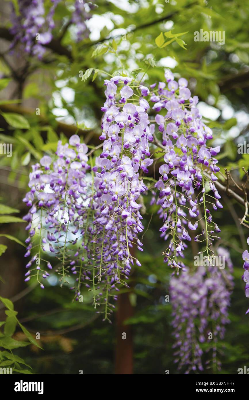 Glyzinienbaum blüht im Frühling. Nahaufnahme der schönen Wisteria Blume im Garten. Warmes Wetter. Blühende Glyzinie im Frühling, Internet-Frühling Stockfoto